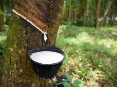 越南橡膠產(chǎn)業(yè)迎EUDR大考，小農(nóng)供應(yīng)鏈亟待升級(jí)